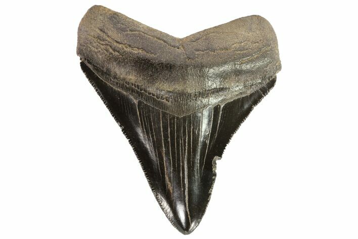 Serrated, Fossil Megalodon Tooth - Georgia #78215